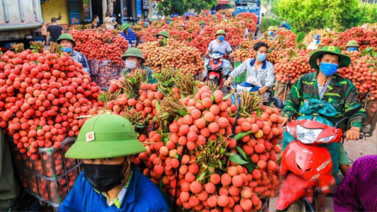 Xôn xao thông tin vải thiều Lục Ngạn giá 5.000 đồng/kg, đại diện huyện Lục Ngạn nói gì? Ảnh 2