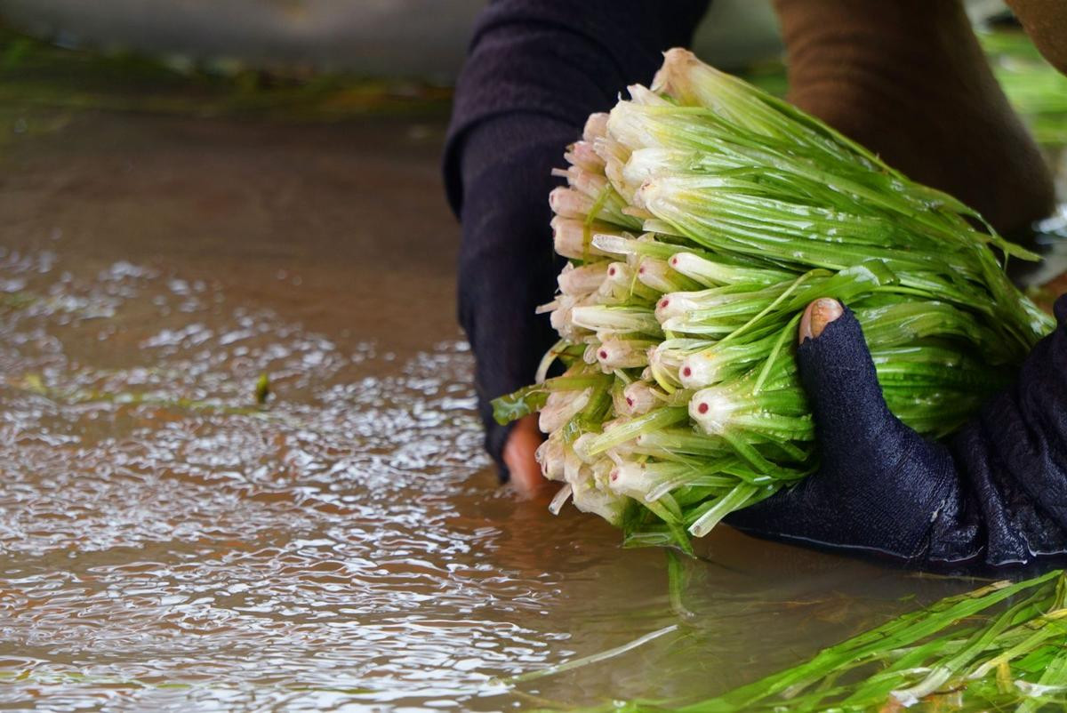 Đặc sản từng được xem là 'cỏ dại' chỉ có ở miền Tây Ảnh 3