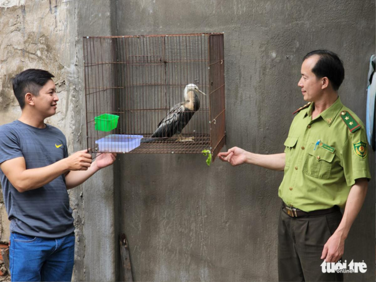 Chim hiếm thuộc sách đỏ bất ngờ đậu trên mái nhà không chịu bay, người dân vội vàng làm một điều Ảnh 1