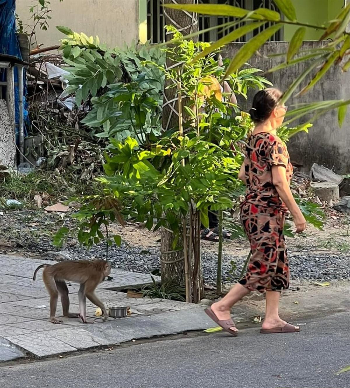 'Tề thiên' đại náo khu dân cư, tấn công trẻ em để xin ăn Ảnh 3