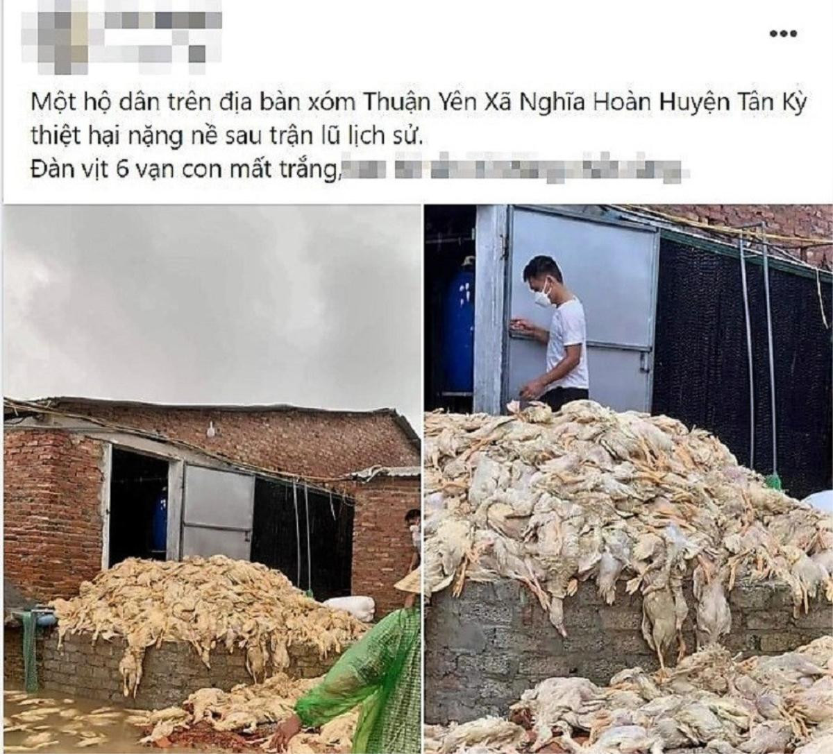 Thực hư thông tin 60.000 con vịt bị 'chết đuối' do mưa lũ ở Nghệ An Ảnh 1