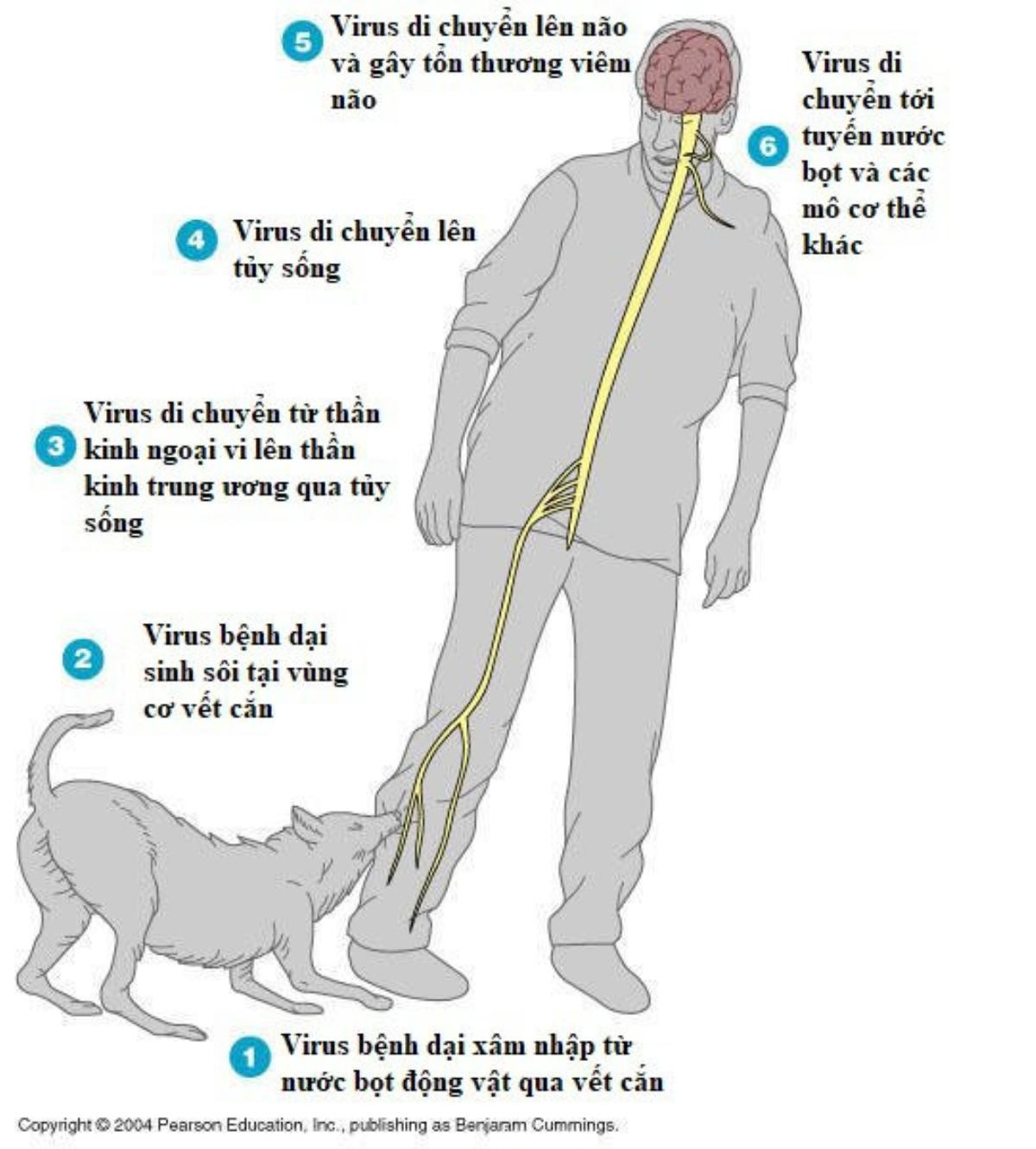 Sau 2 tháng bị chó cắn, người đàn ông ở Hà Nội tử vong sau ít ngày vào viện Ảnh 1