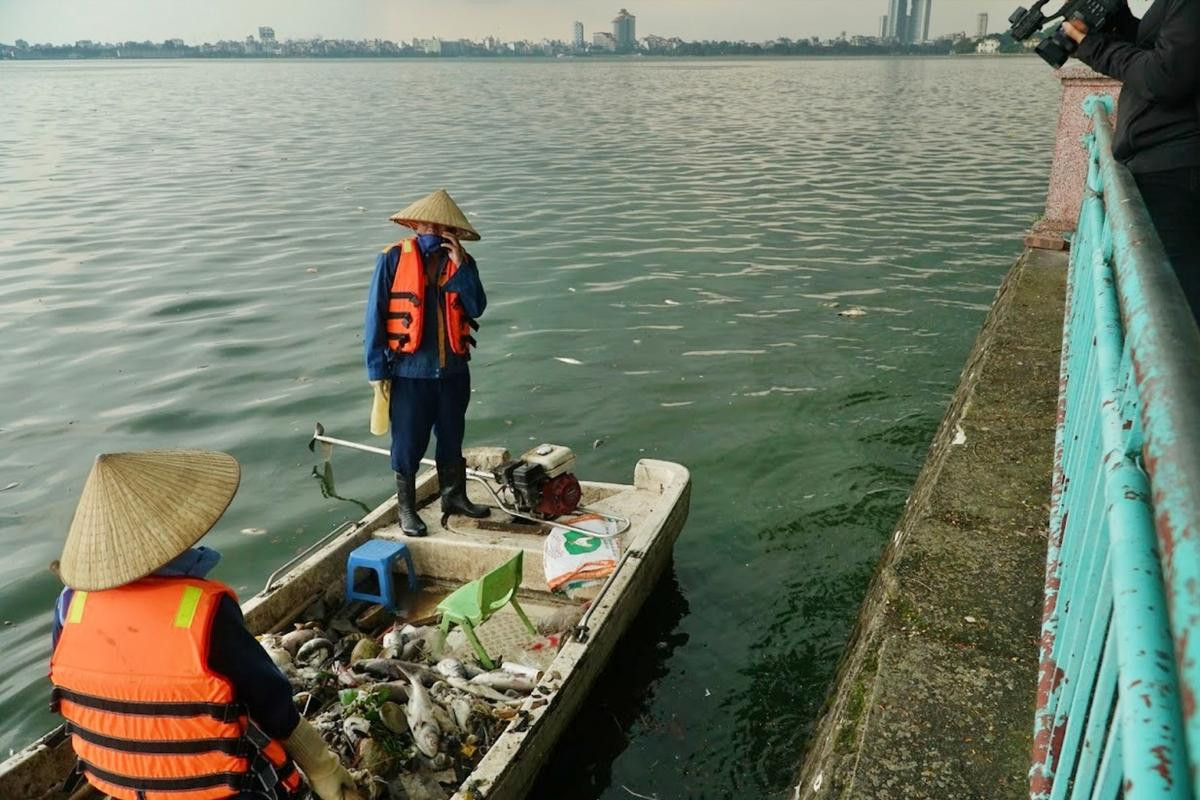 Hà Nội sẽ đánh bắt cá để giảm mật độ trong Hồ Tây, hạn chế hiện tượng cá chết Ảnh 1