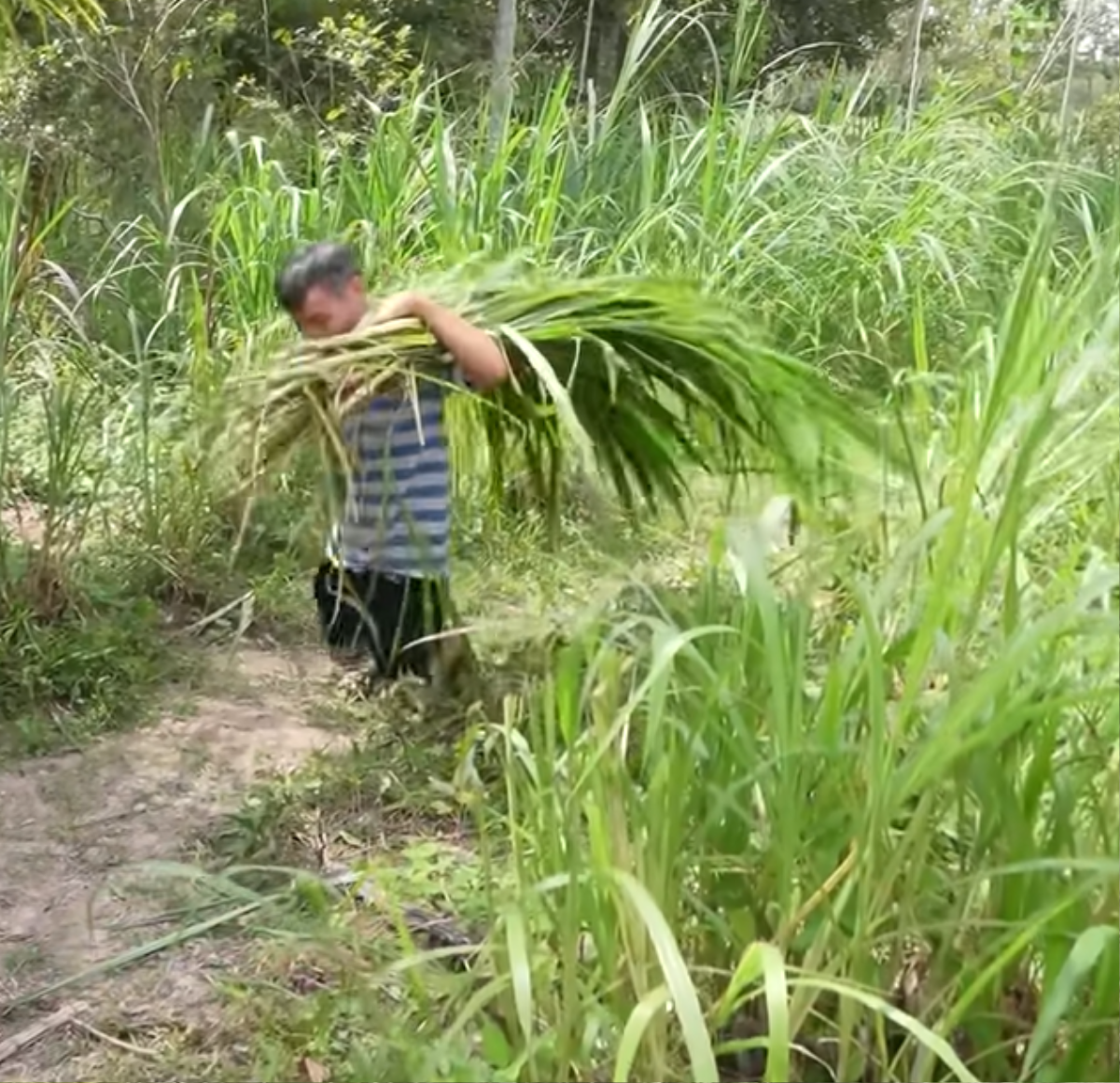 Người đàn ông chăn bò bằng đầu gối cùng những nỗ lực phi thường giữa cuộc đời 'bất thường' Ảnh 5