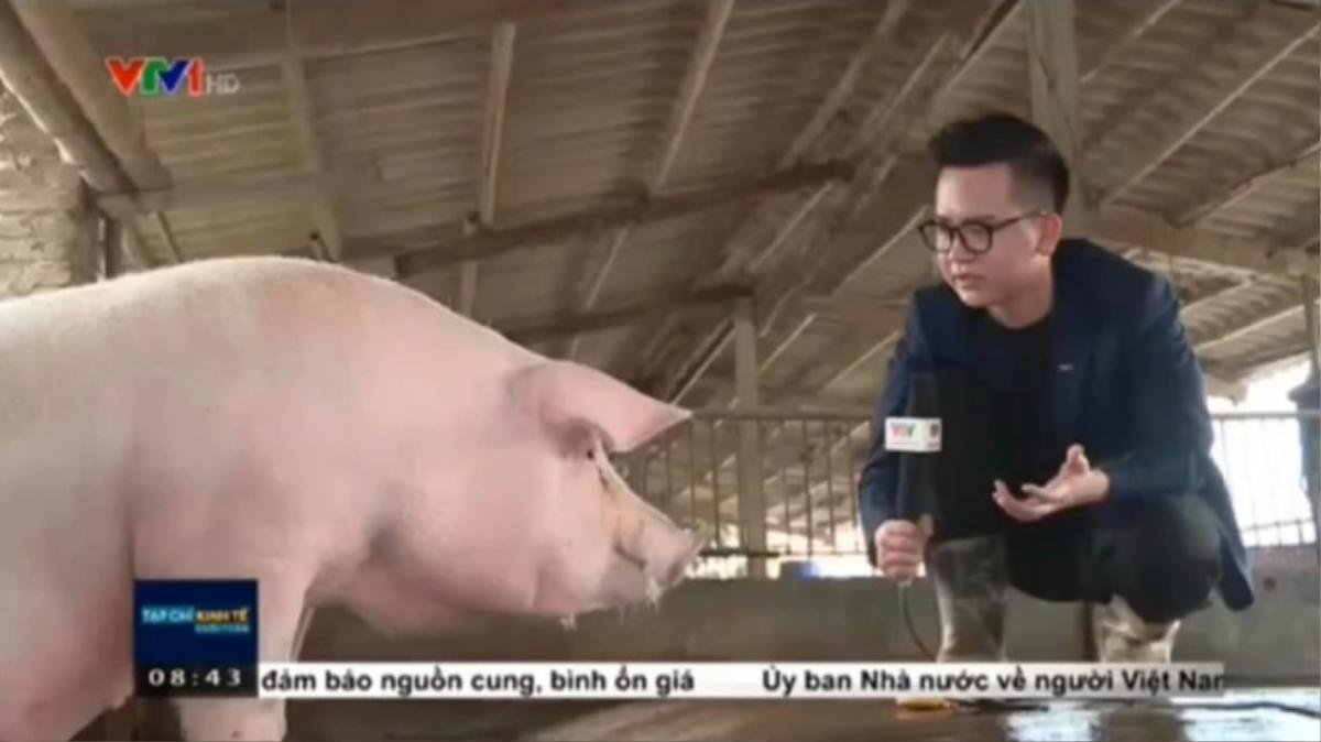 BTV VTV bất ngờ chiếm sóng mạng xã hội bởi những màn trò chuyện được với heo, vịt và lúa Ảnh 2