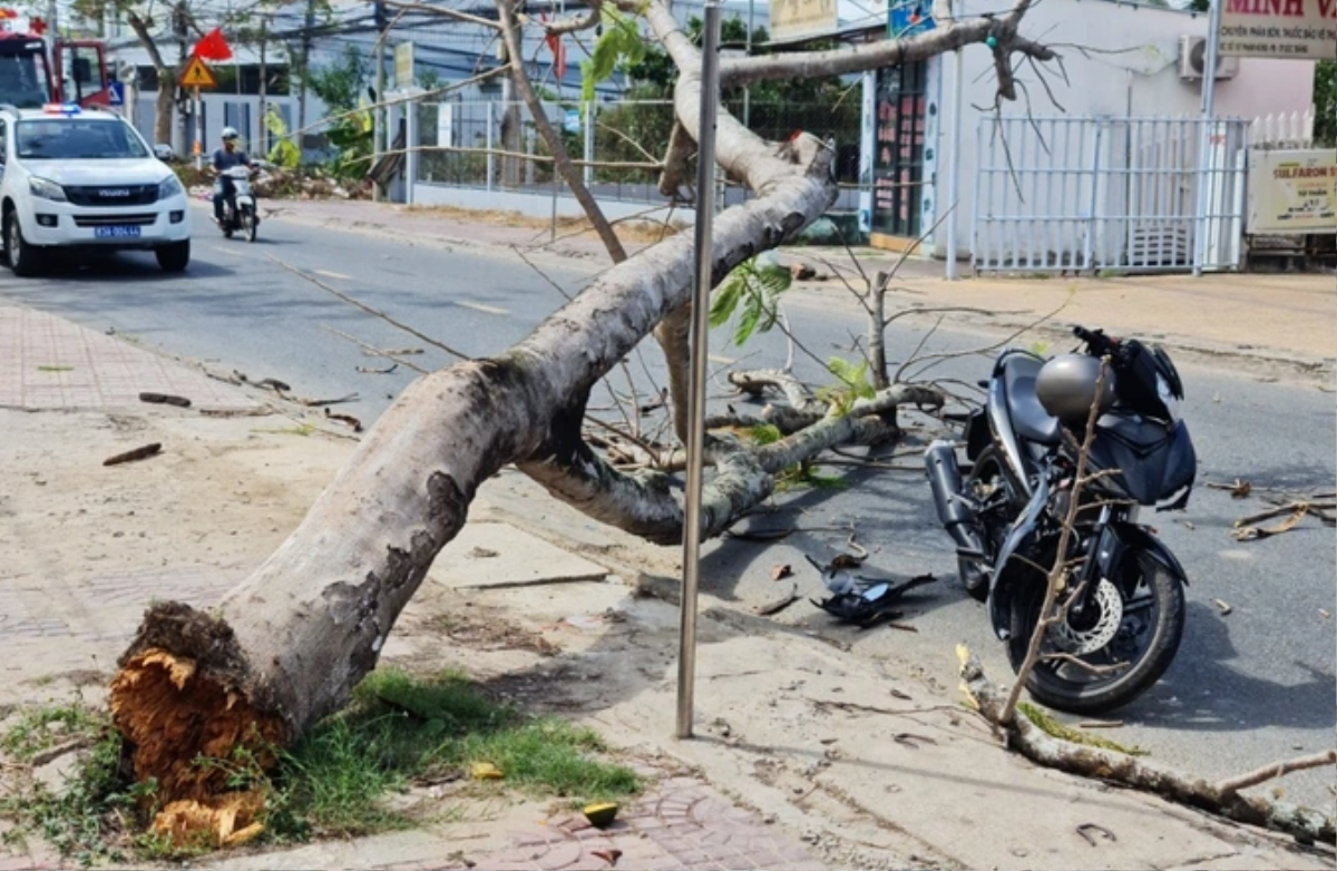 Cây phượng hơn 20 năm tuổi đổ đè trúng 2 thanh niên trên đường về quê ăn Tết Ảnh 1