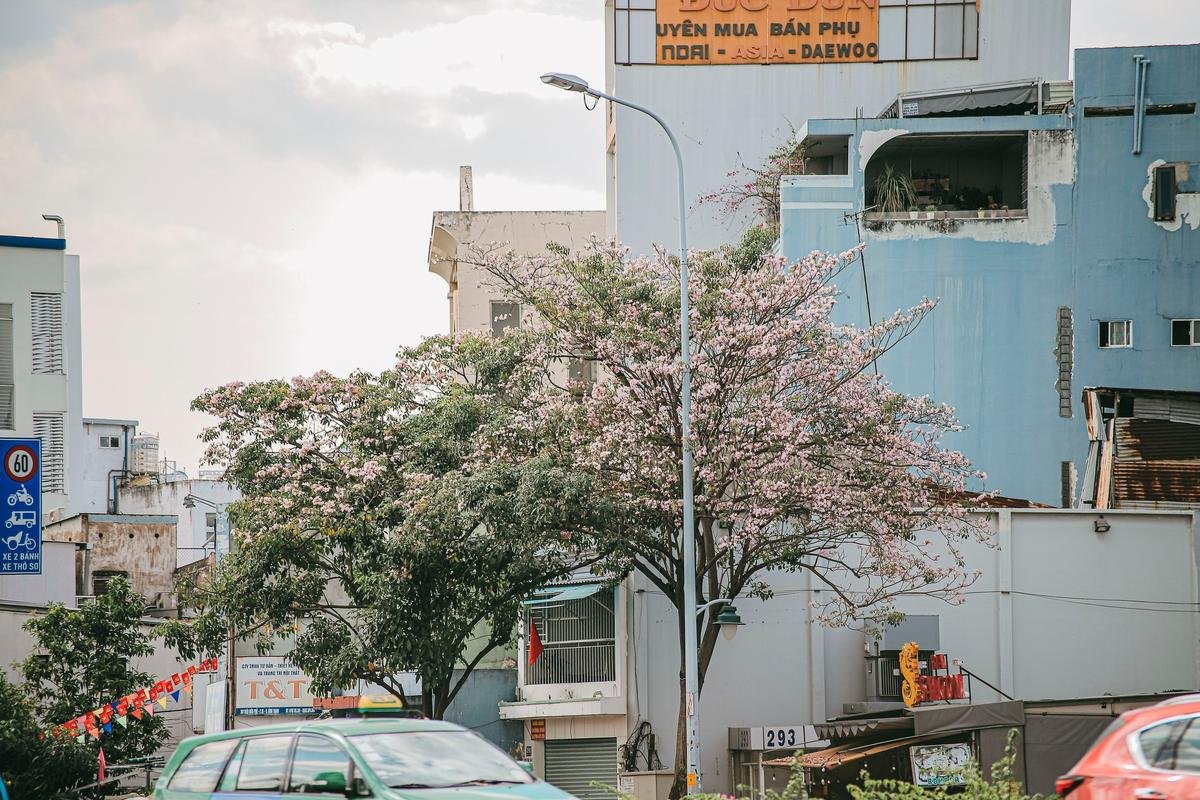 Hoa kèn hồng nở sớm làm 'nao lòng' người dân Sài Gòn: Đẹp đến từng khoảnh khắc! Ảnh 3