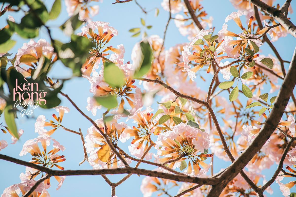 Hoa kèn hồng nở sớm làm 'nao lòng' người dân Sài Gòn: Đẹp đến từng khoảnh khắc! Ảnh 1