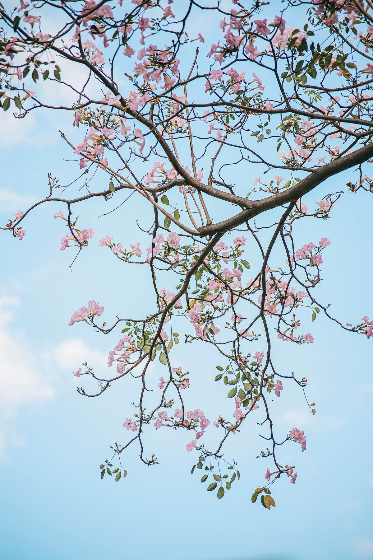 Hoa kèn hồng nở sớm làm 'nao lòng' người dân Sài Gòn: Đẹp đến từng khoảnh khắc! Ảnh 9