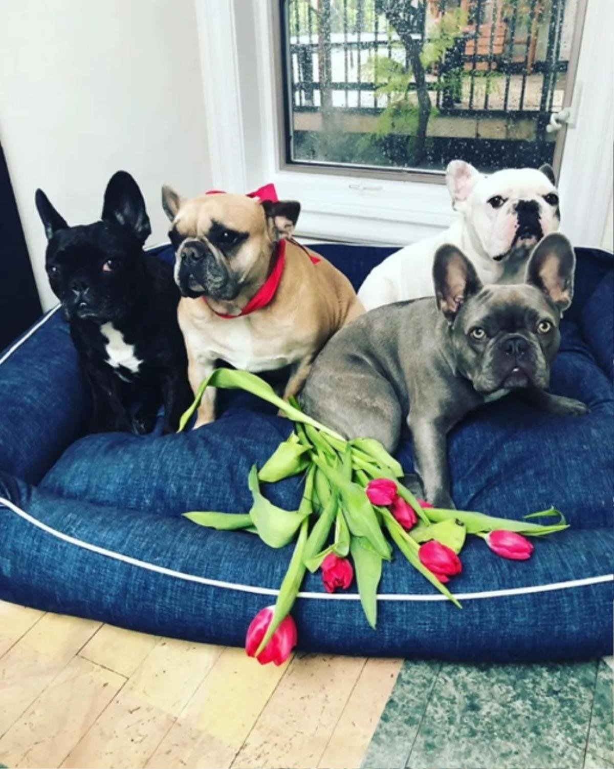 A group of dogs sitting on a dog bedDescription automatically generated with medium confidence