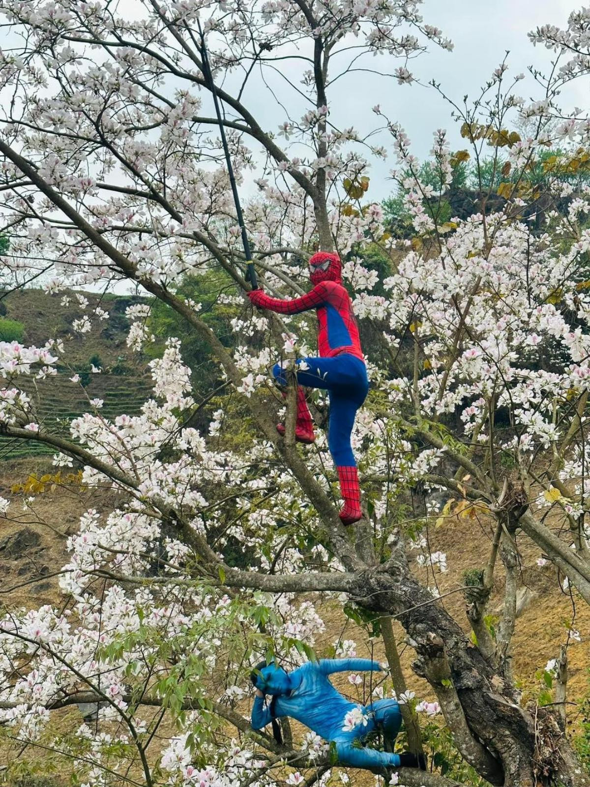 'Spider Man' và 'Avatar' cùng leo trèo, tạo dáng chụp ảnh với hoa ban Điện Biên khiến dân tình cười ngất Ảnh 2