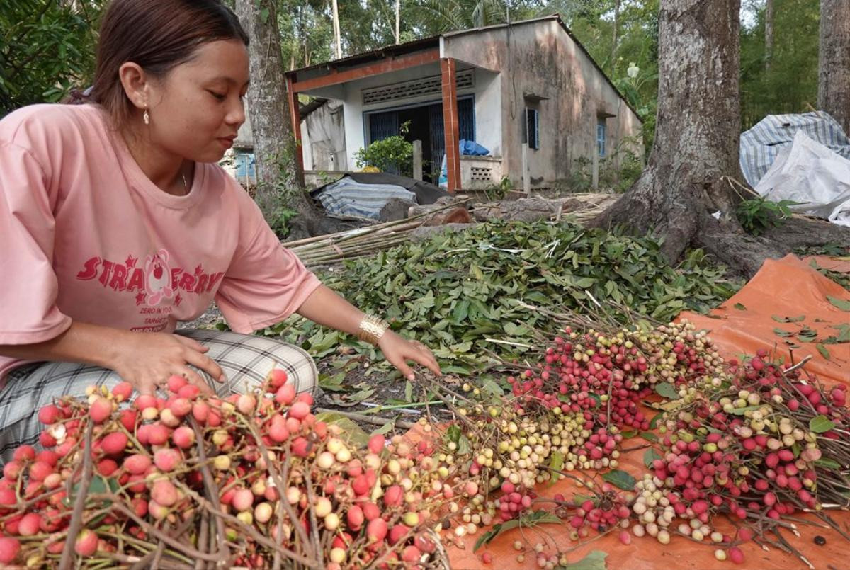 Về Tri Tôn (An Giang), thưởng thức vị chua ngọt của vải rừng Ảnh 5