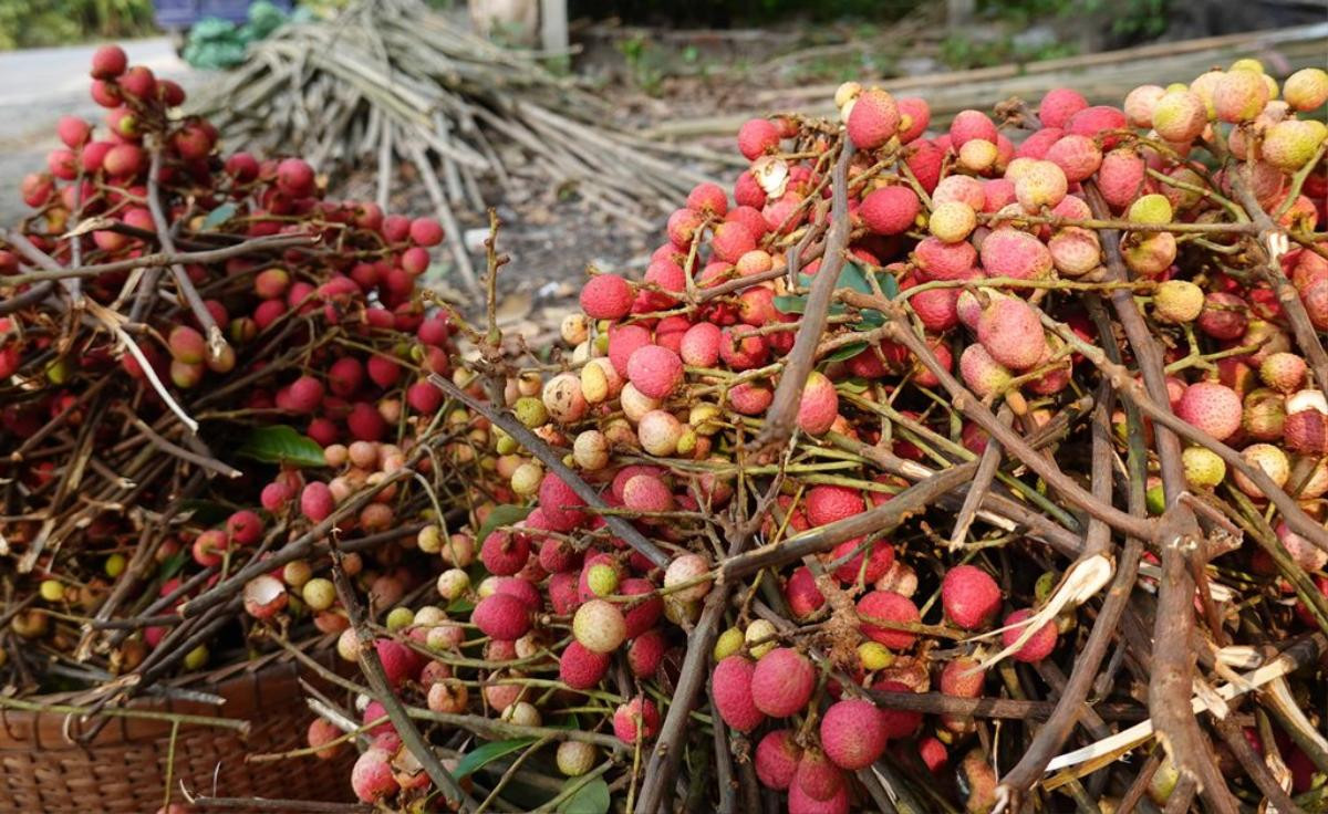 Về Tri Tôn (An Giang), thưởng thức vị chua ngọt của vải rừng Ảnh 4