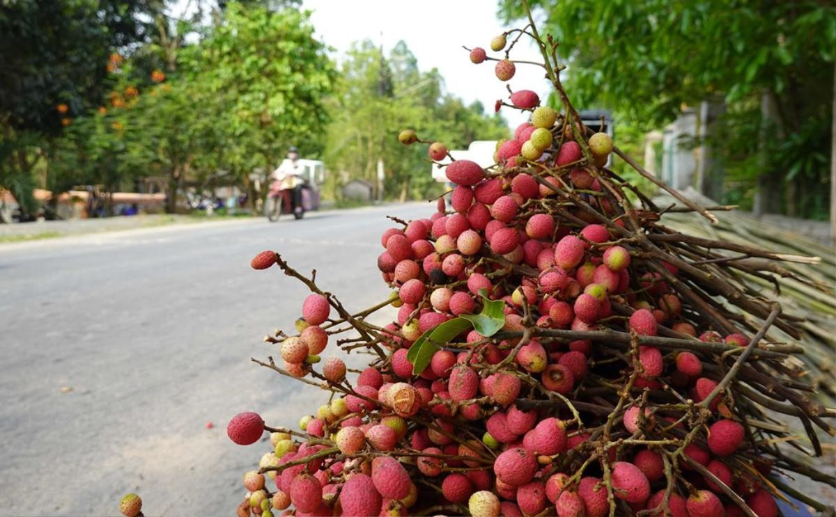 Về Tri Tôn (An Giang), thưởng thức vị chua ngọt của vải rừng Ảnh 15