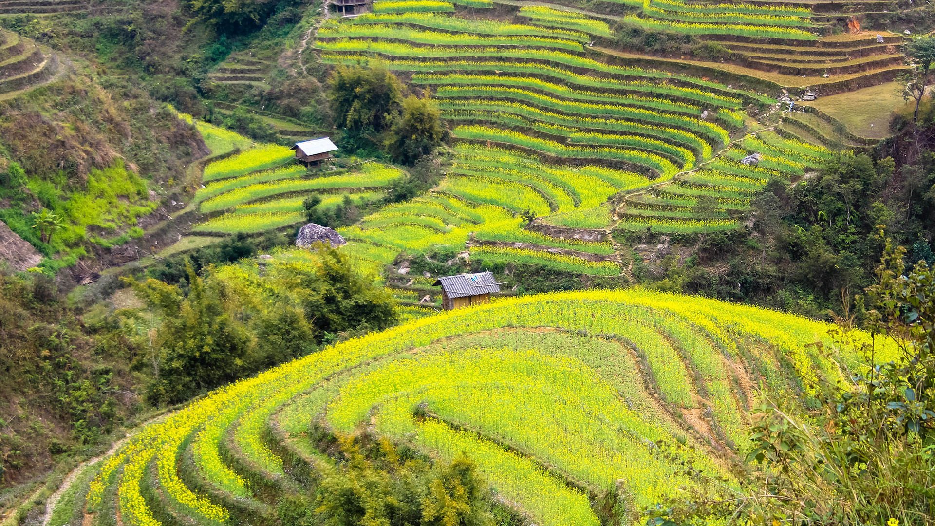 Ngỡ ngàng vẻ đẹp mùa hoa cải vàng Mù Cang Chải