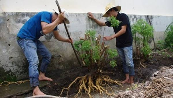 Săn lùng đinh lăng bán cho nhà giàu Ảnh 2