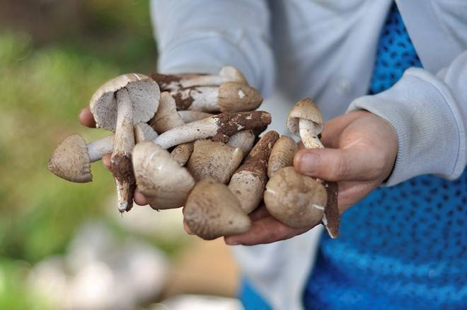 Giữa đêm hàng trăm người vào rừng tìm nấm mối Ảnh 2