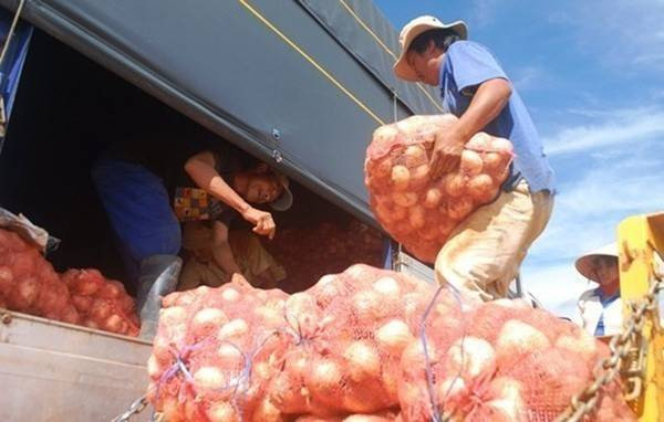 Vừa đổ bỏ, hành tây Đà Lạt tăng giá gấp 5 lần Ảnh 2