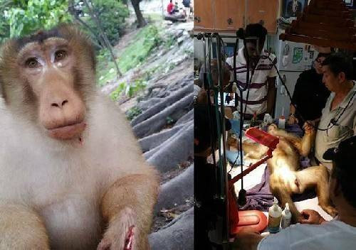 Liên tục bị khách du lịch đùa độc ác, chú khỉ đáng thương đã qua đời Ảnh 2