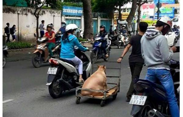 Chú chó béo đến nỗi phải đi bằng… xe kéo khiến cư dân mạng thích thú Ảnh 2