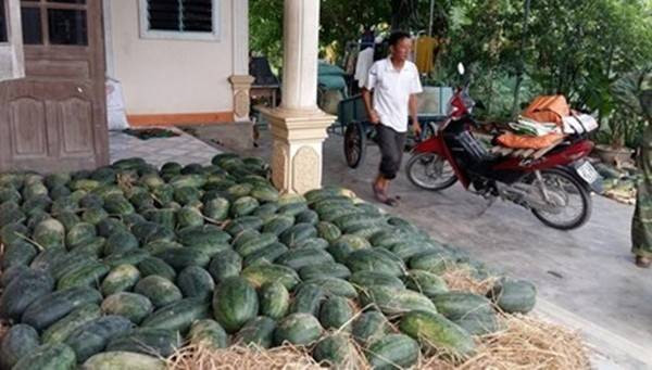 Dưa hấu ế vì mưa lũ Ảnh 2