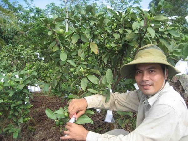 Ổi lê miền Tây hồi sinh tăng giá gấp 10 lần Ảnh 2