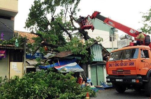 Cây xanh cao 20m đè sập 2 căn nhà giữa Sài Gòn Ảnh 2