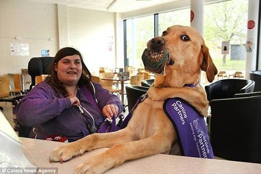 Sửng sốt trước chú chó đảm đang làm việc nhà giúp chủ Ảnh 2