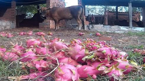 Thanh long rớt giá, nông dân Bình Thuận đổ cho bò ăn Ảnh 2