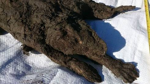 Ngạc nhiên thi thể chú chó qua đời hơn 12.000 năm vẫn nguyên vẹn Ảnh 2