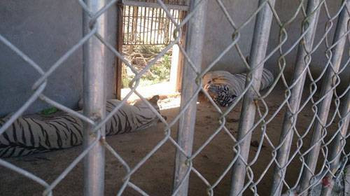 Hổ nuôi vồ đứt cánh tay một nữ du khách Ảnh 2