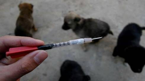 Trung Quốc: Đánh thuốc độc lên chó rồi giết thịt bán cho nhà hàng Ảnh 2