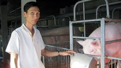 Chuyện lạ Đà Nẵng: Người chịu nóng, lắp điều hòa cho lợn Ảnh 2