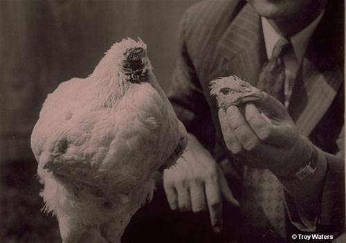 Kì bí chuyện chú gà bị chặt đầu vẫn sống và đi lại như thường Ảnh 2