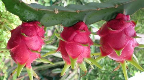 Thanh long Việt Nam bán tại Dubai giá gần 100.000 đồng/kg Ảnh 2