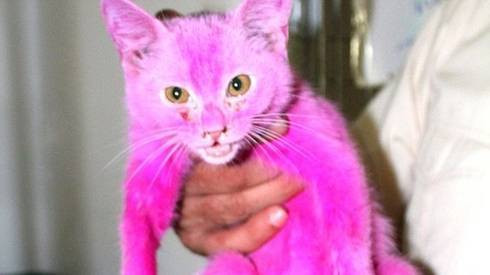 Mèo hồng như iPhone 6s được giải cứu khỏi cuộc sống địa ngục Ảnh 2