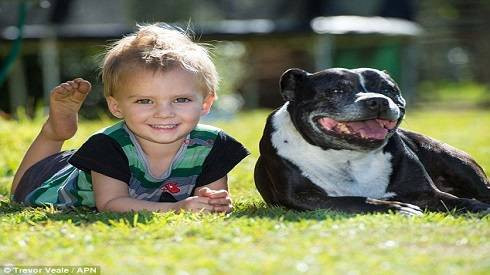 Chú chó anh hùng xả thân cứu sống bé trai 2 tuổi Ảnh 2