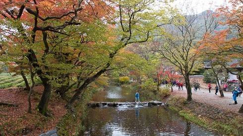 Mùa thu tam sắc đẹp như tranh vẽ ở chùa cổ Seonunsa, Hàn Quốc Ảnh 2