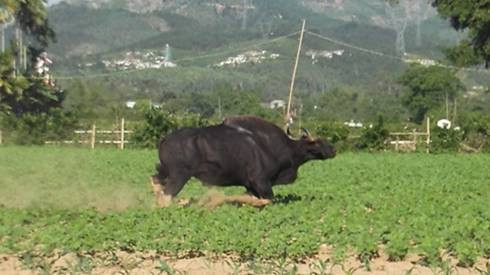 Bò tót xổng chuồng, lao ra phố rượt người ở Long An Ảnh 2