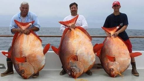 Cận cảnh loài cá 'quái thai' nhất trong các loài cá Ảnh 2