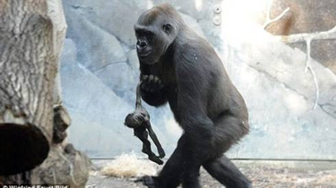 Khỉ mẹ tuyệt vọng cố đánh thức khỉ con đã chết hơn 1 tuần liền Ảnh 2