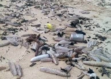 Hàng ngàn hải sâm dạt vào bờ, nguy cơ gì? Ảnh 2