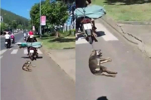 Xôn xao clip chú chó bị buộc dây vào cổ rồi kéo lê giữa đường Ảnh 2