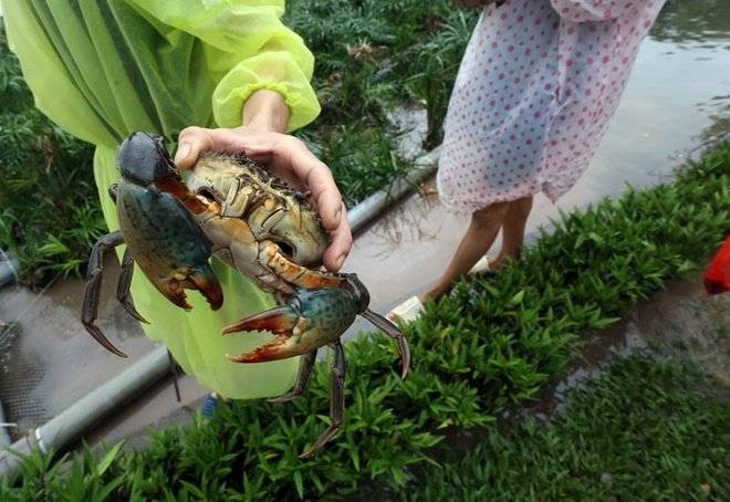 Sau cơn mưa, người Hà Nội trổ tài làm ngư dân ngay trên phố Ảnh 2