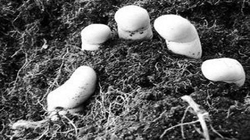 Clip người đàn ông Ấn Độ bị công nhân chôn sống vì say rượu Ảnh 2