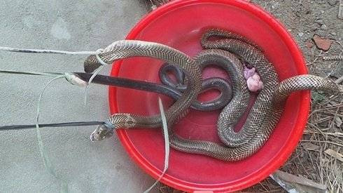 Hàng chục người vây bắt ổ rắn hổ mang chúa 'khủng' ở Hà Nội Ảnh 2