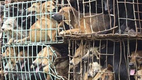 Khoảng 5 triệu chú chó bị sát hại để làm mồi nhậu mỗi năm Ảnh 2