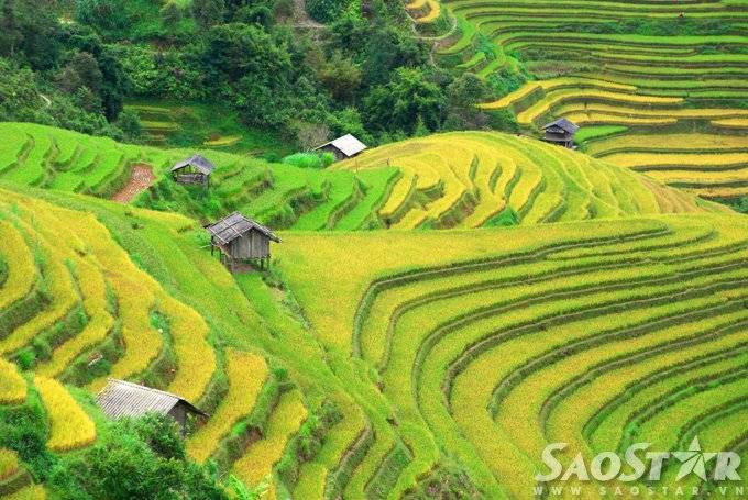 Mu cang chai -10