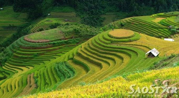 Mu cang chai -8