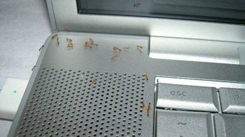 Tại sao laptop của bạn rất hay bị kiến làm tổ? Ảnh 2